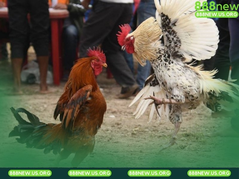 Hai cửa cược chính Meron (Đỏ) và Wala (Xanh) là lựa chọn phổ biến nhất.